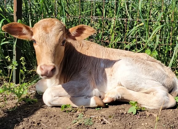 Mini Zebu Bottle Bull Calf — Healthy & Tame